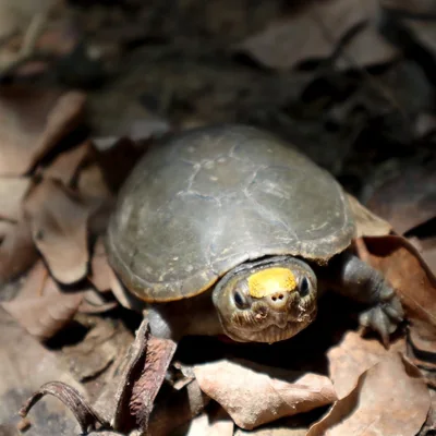 Una tortuga casquito de Puerto Vallarta